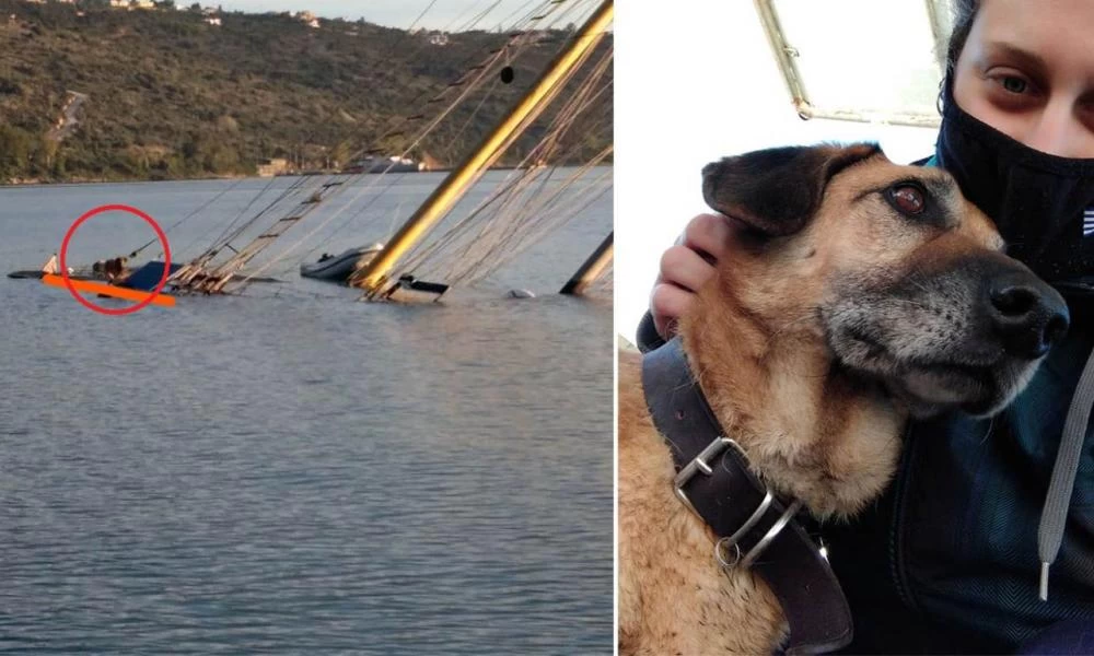 Χανιά: Λύγισε καρδιές ο σκύλος του θύματος που αναζητεί το αφεντικό του